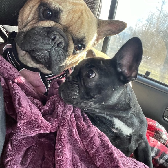 Meet your Posher, Tessa - Picture 5 of 11